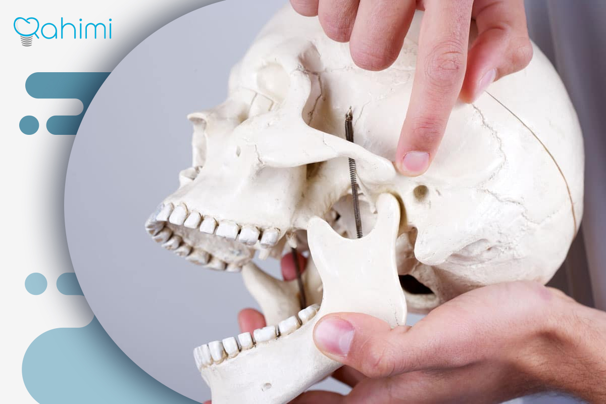 Anatomy and function of the temporomandibular joint TMJ 1
